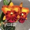 Rlc. Bangkok City Good Memory